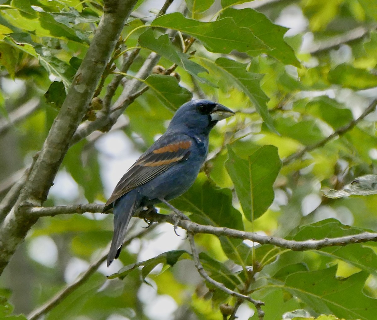 Blue Grosbeak - ML620706085