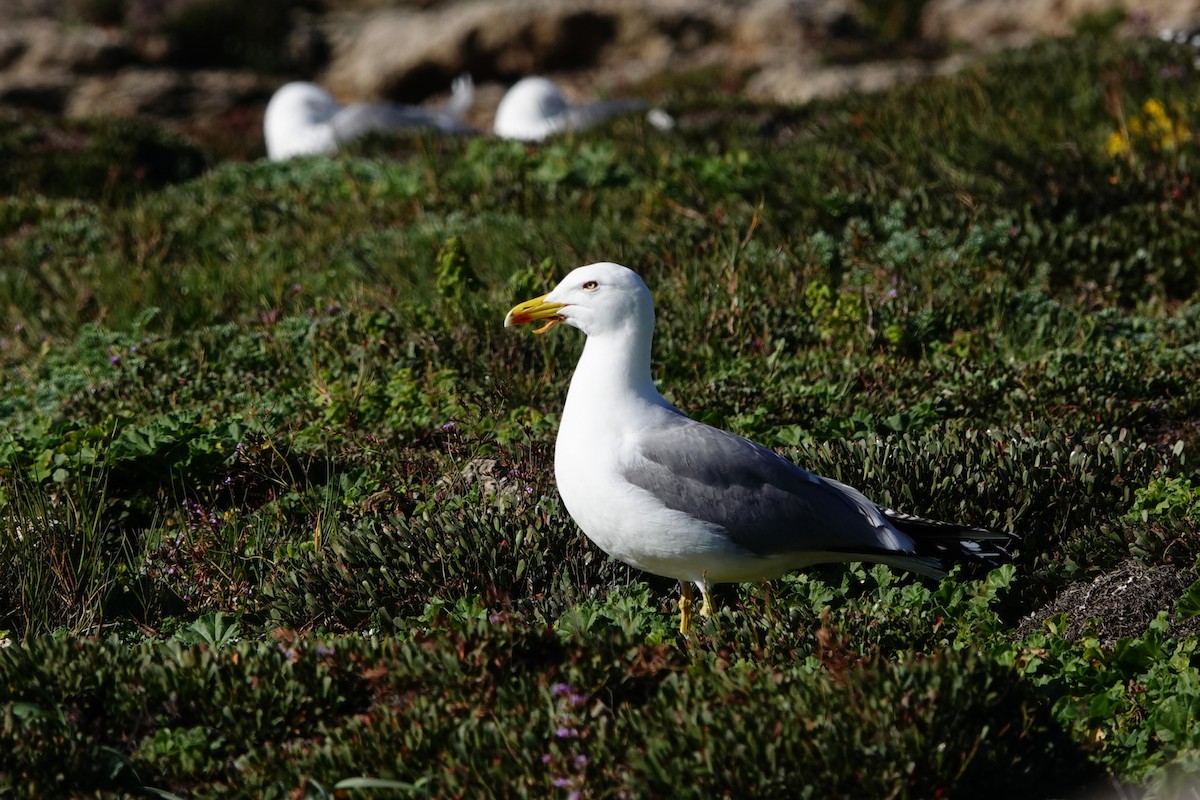 Yellow-legged Gull - ML620706087