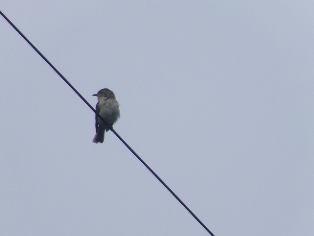 Warbling Vireo - ML620706088