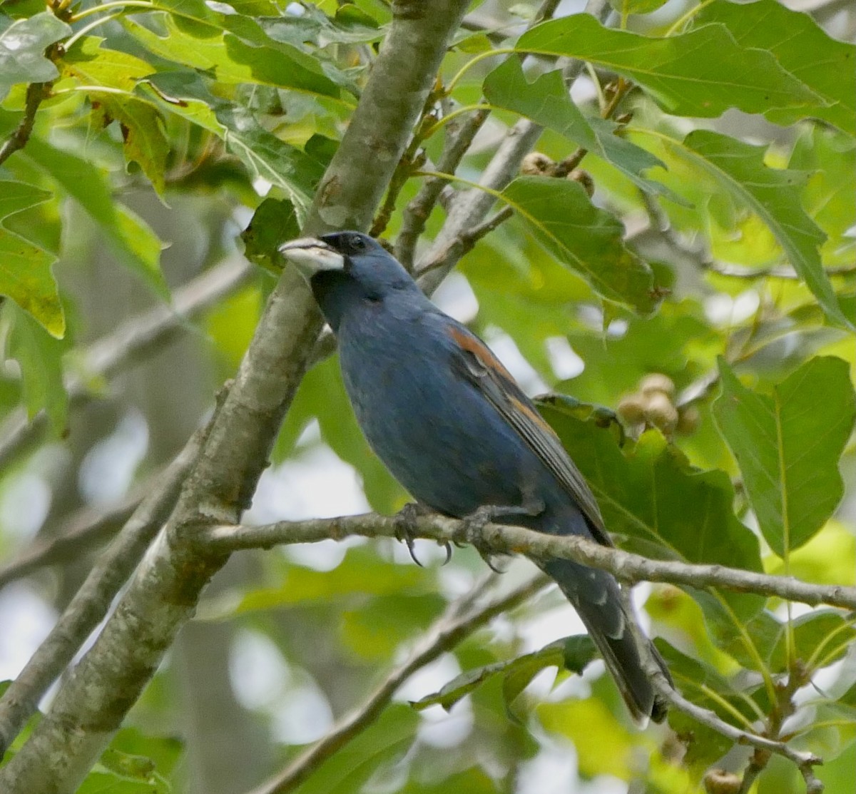 Blue Grosbeak - ML620706089