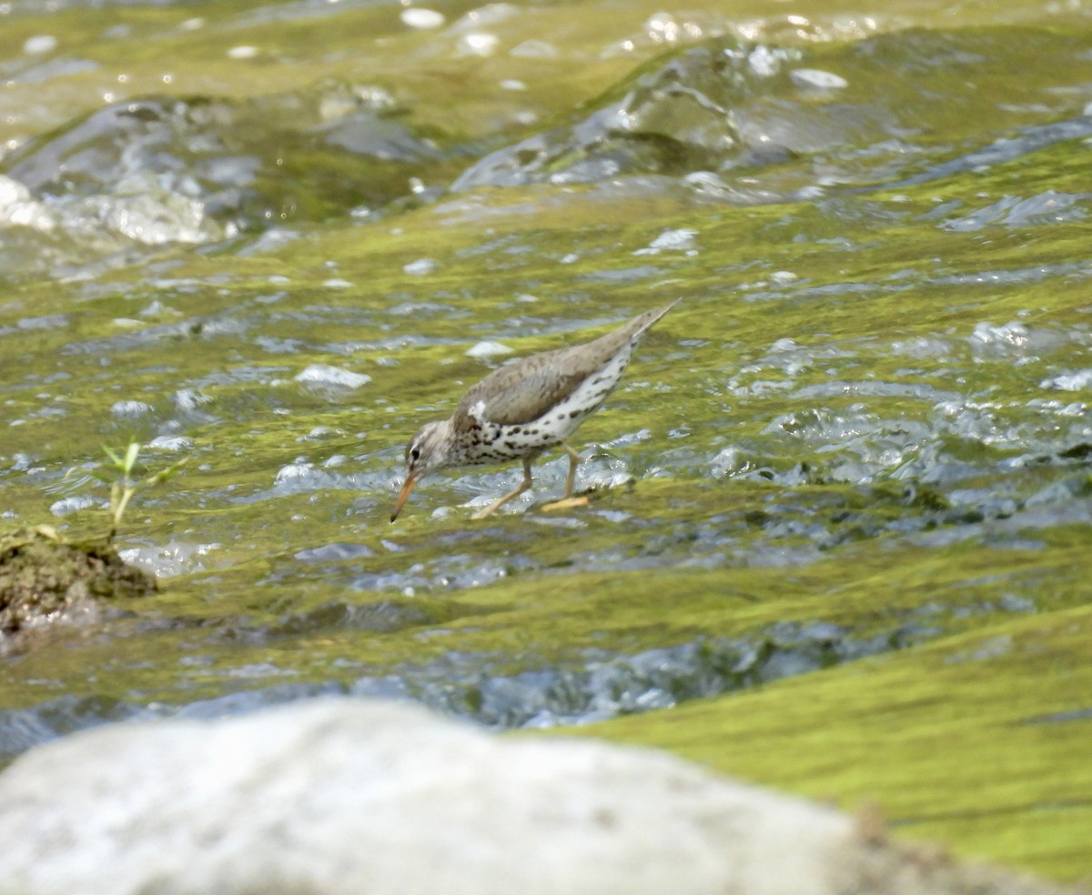 Spotted Sandpiper - ML620706091