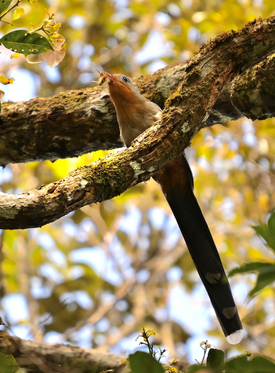 Red-billed Malkoha - ML620706094