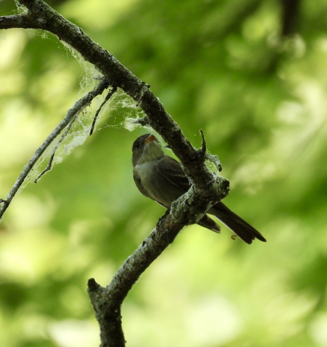 Eastern Wood-Pewee - ML620706097