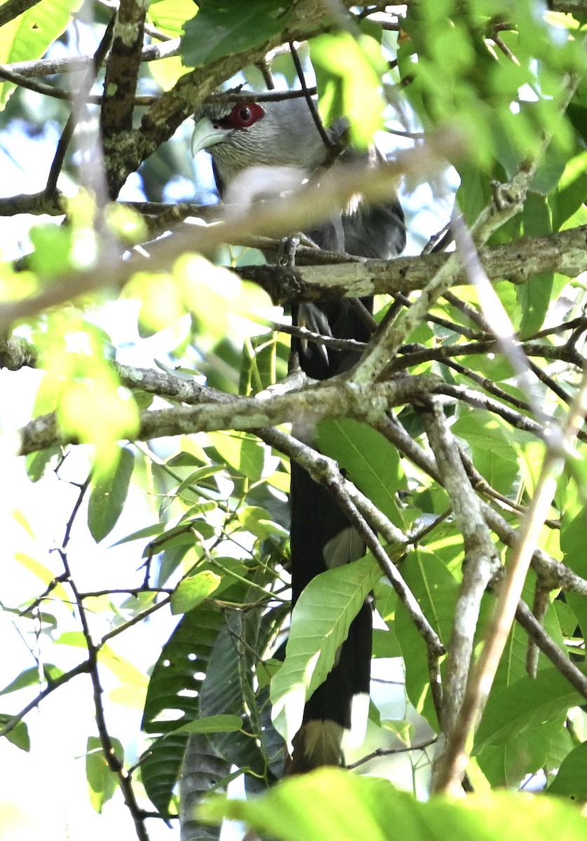 Green-billed Malkoha - ML620706099