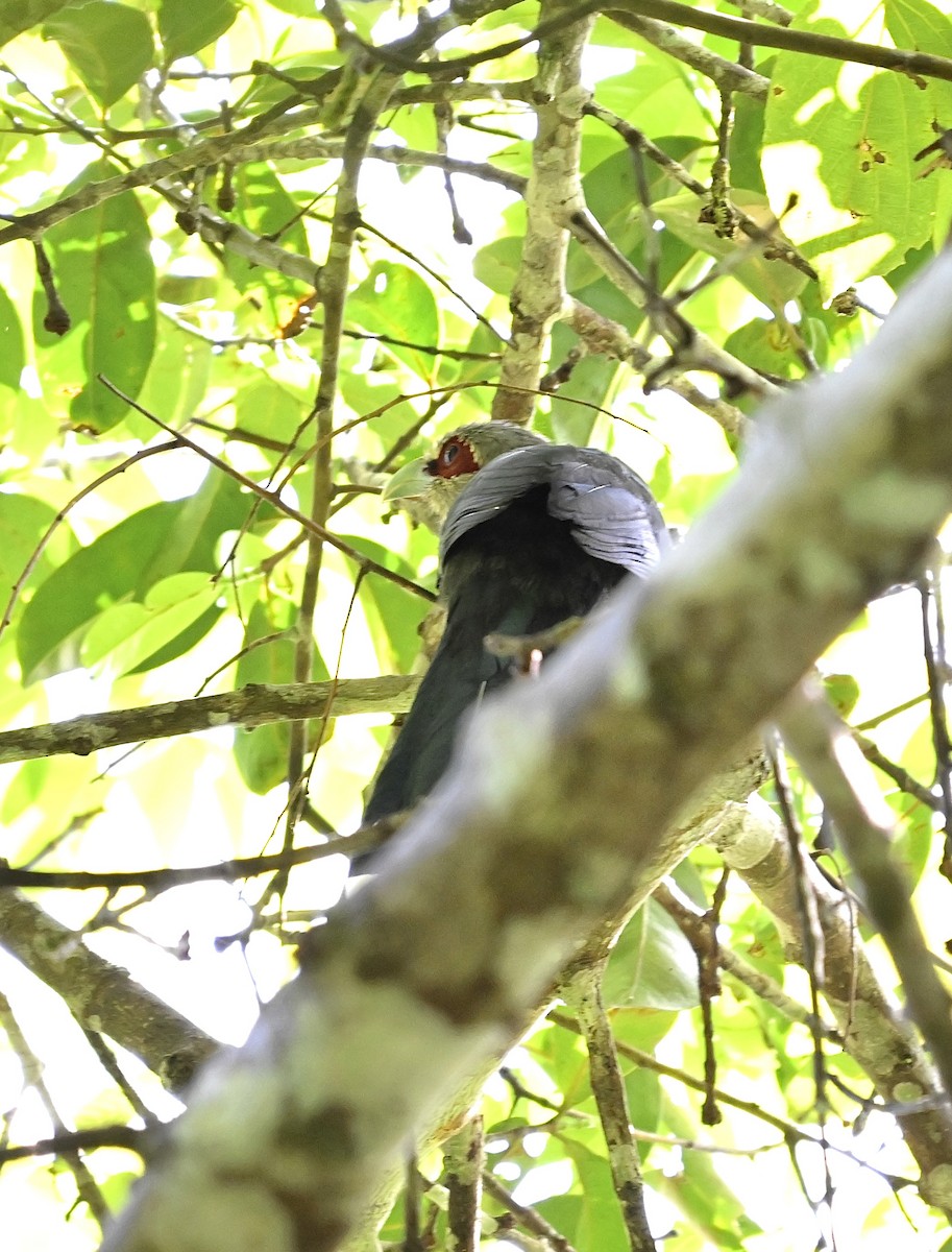 Green-billed Malkoha - ML620706100