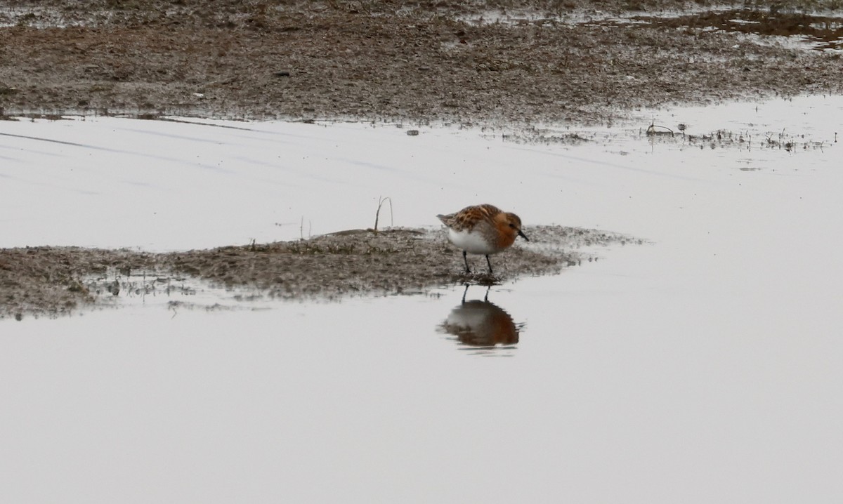 Red-necked Stint - ML620706104