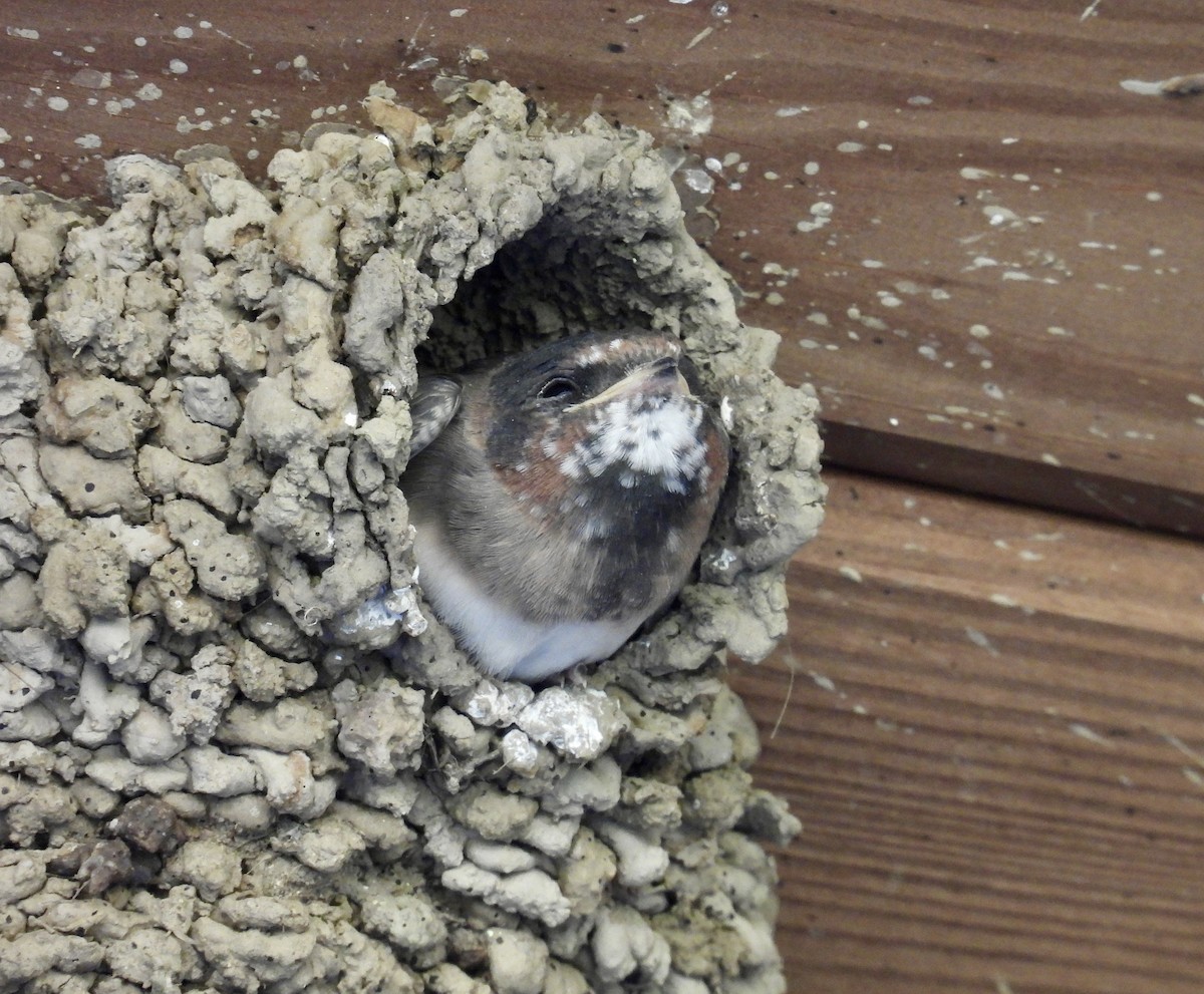 Cliff Swallow - ML620706106