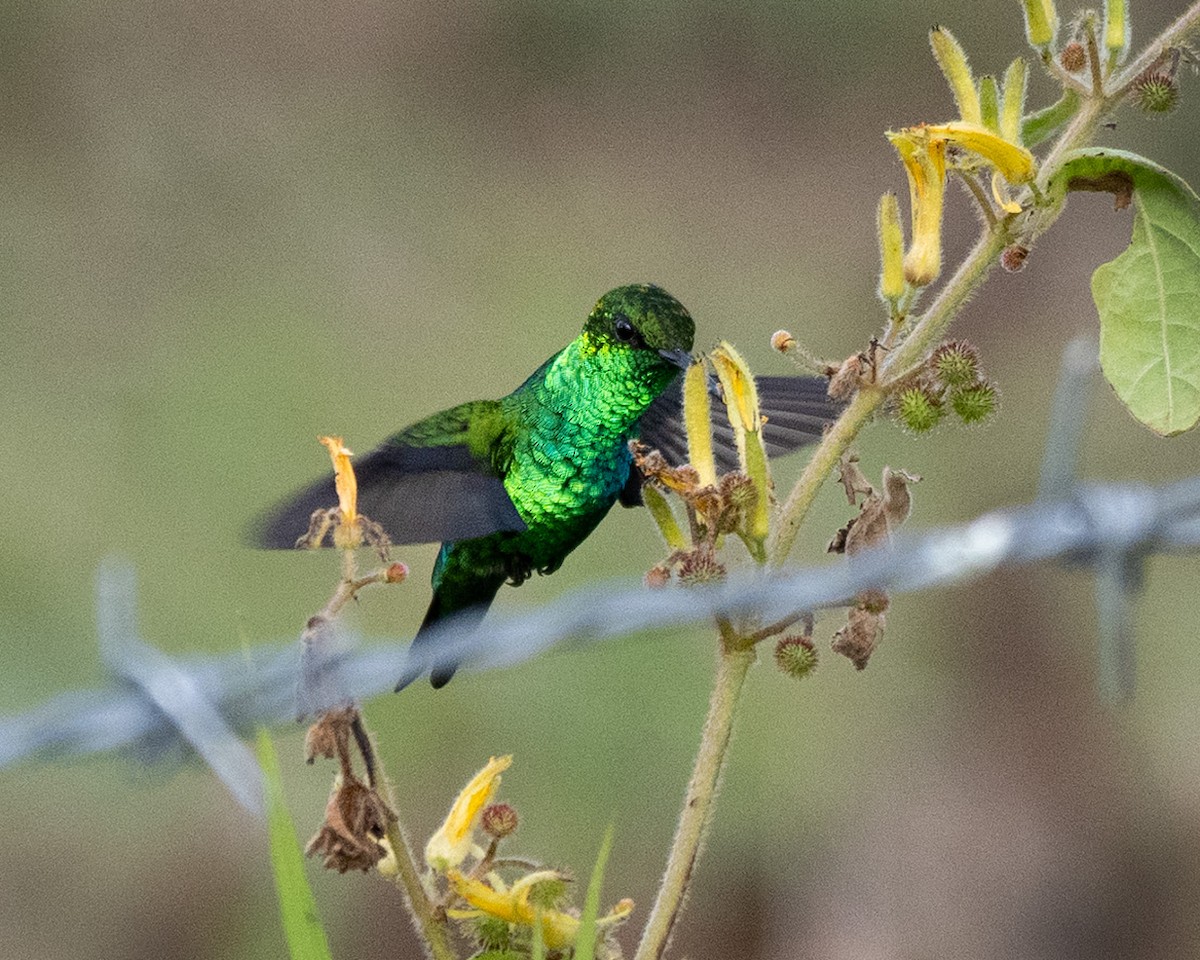 Western Emerald - ML620706112