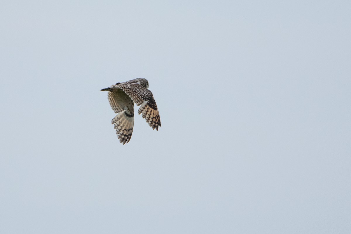 Short-eared Owl - Neil Loverock