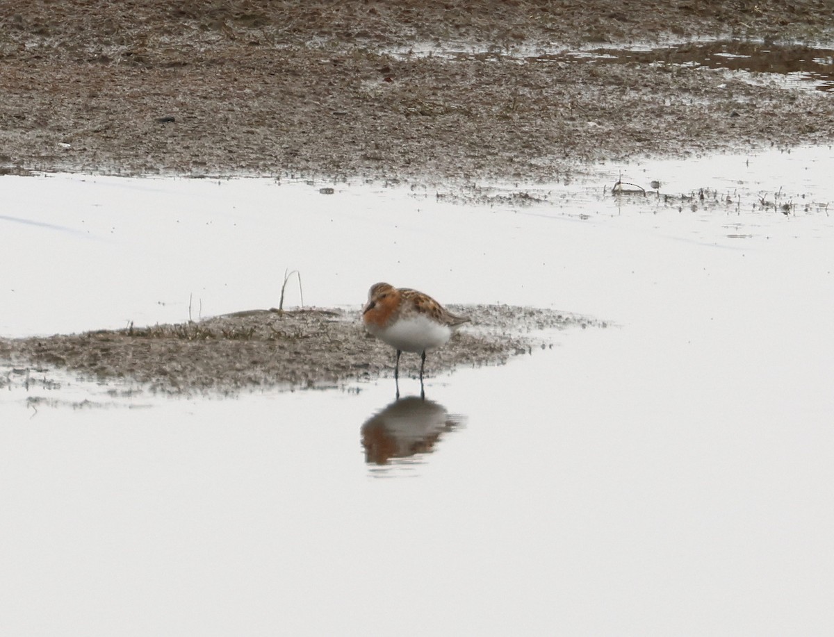 Rotkehl-Strandläufer - ML620706117