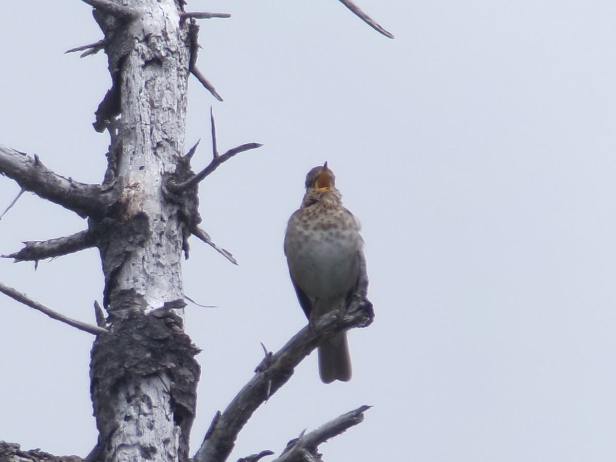 Swainson's Thrush (Russet-backed) - ML620706119