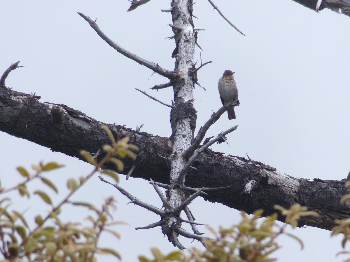 Swainson's Thrush - ML620706120