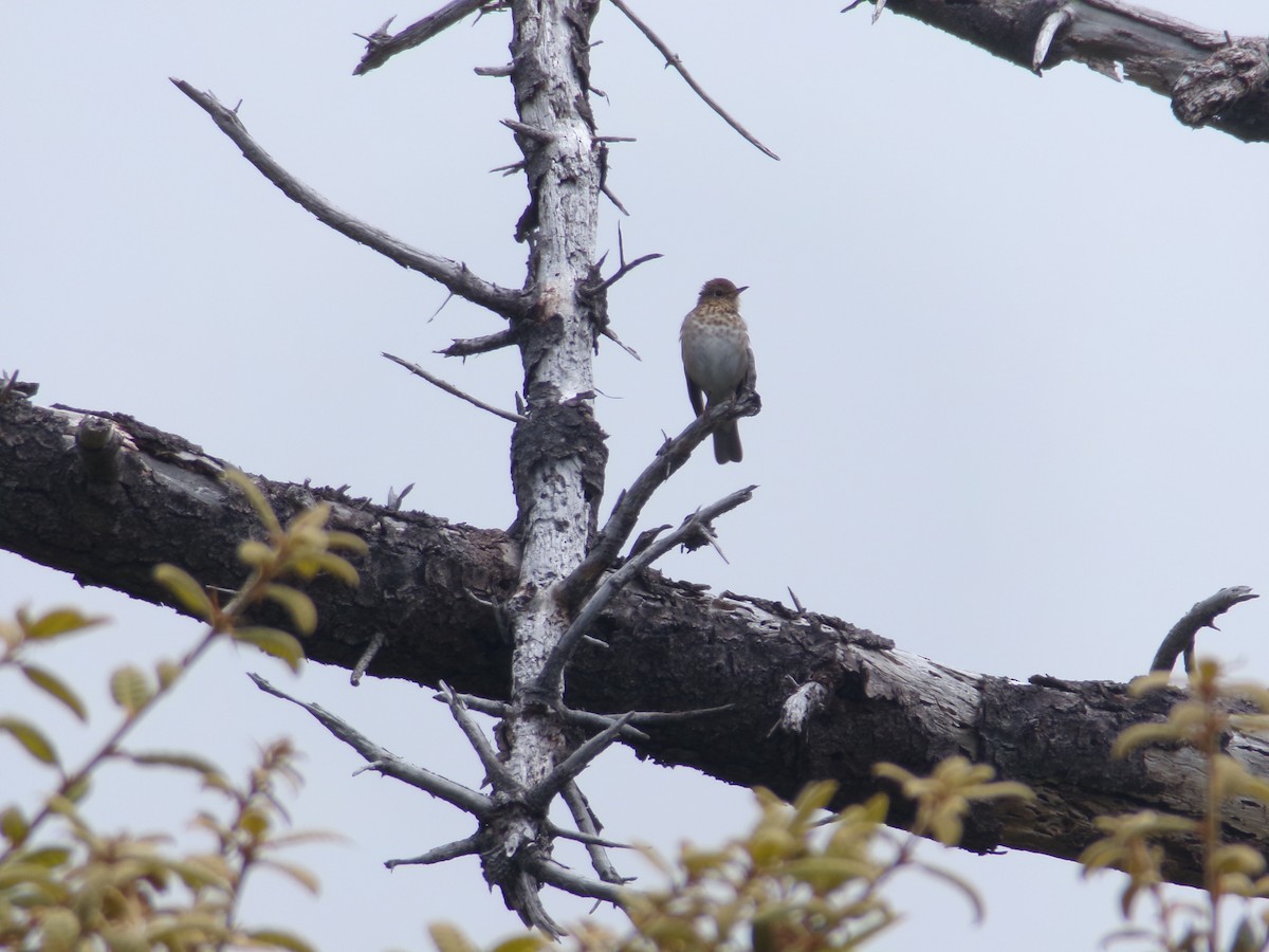 Swainson's Thrush (Russet-backed) - ML620706121