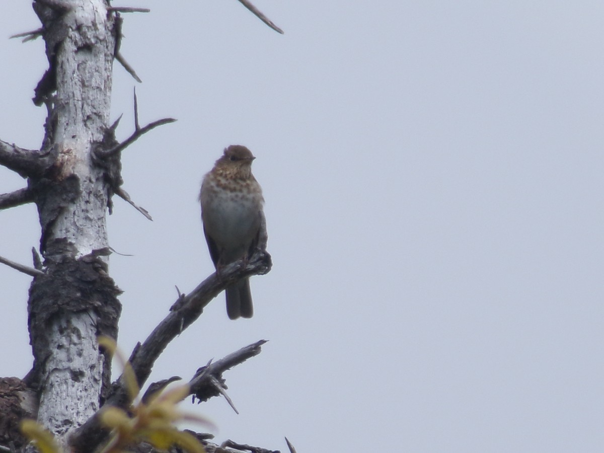 Swainson's Thrush (Russet-backed) - ML620706123