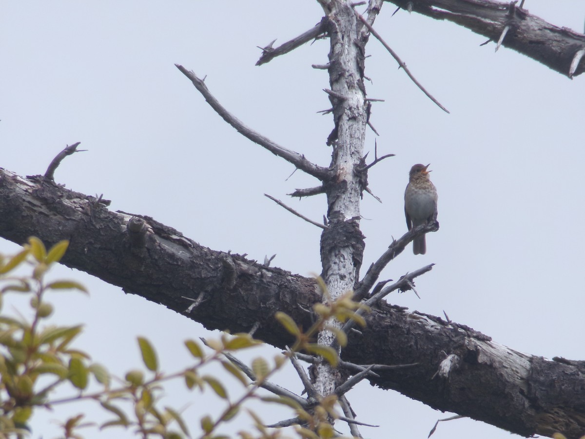 Swainson's Thrush (Russet-backed) - ML620706125