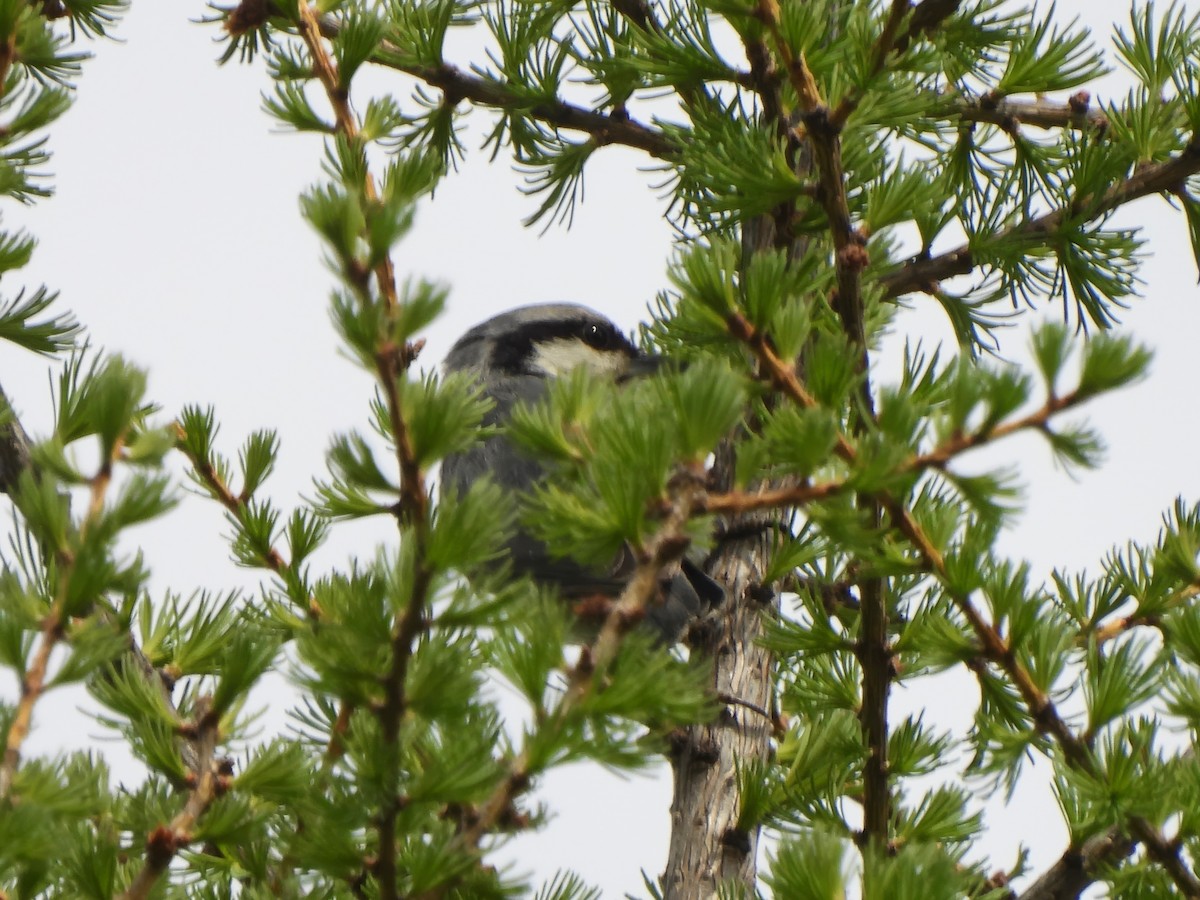 Eurasian Nuthatch - ML620706127