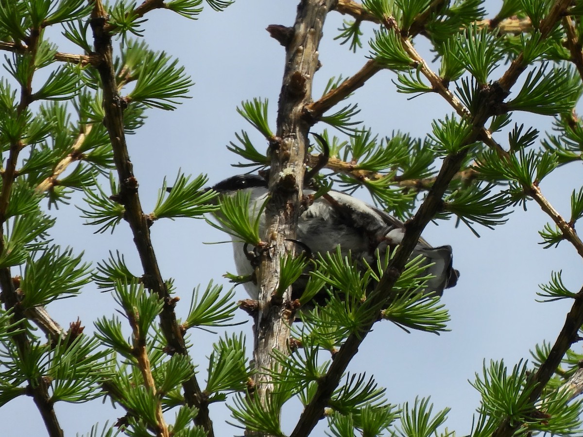 Eurasian Nuthatch - ML620706128