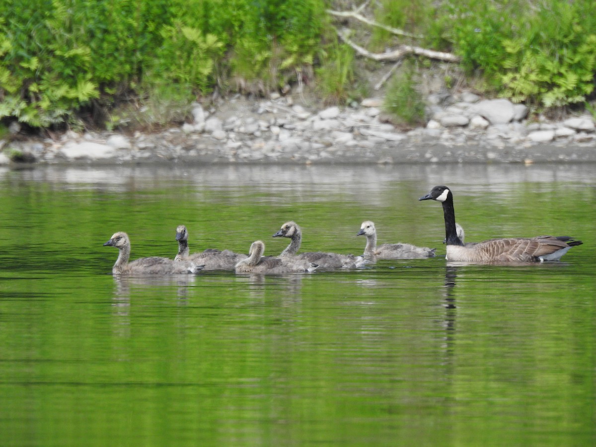 Canada Goose - ML620706129