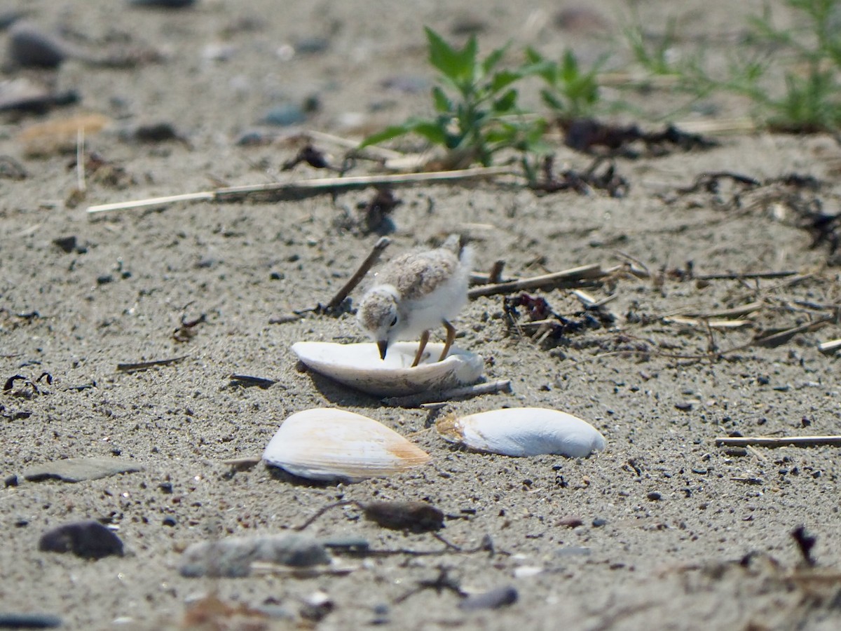 Piping Plover - ML620706130