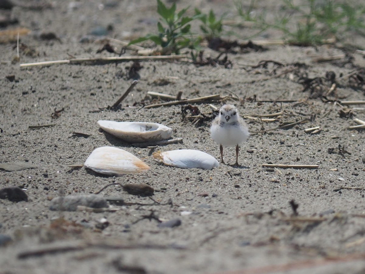 Piping Plover - ML620706131