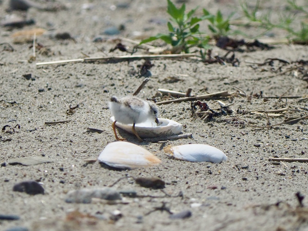 Piping Plover - ML620706132