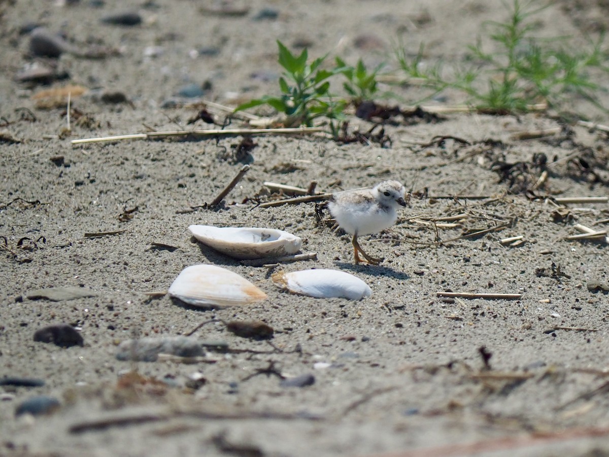 Piping Plover - ML620706133