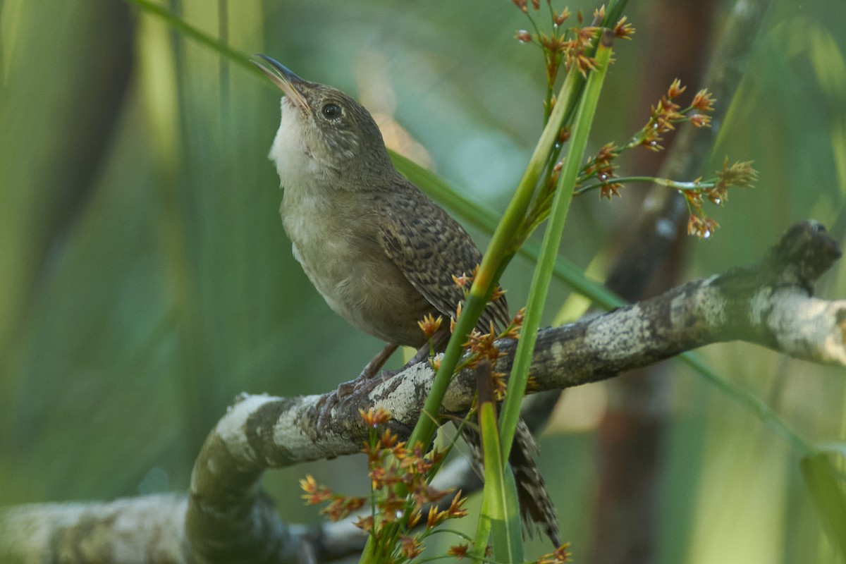 Zapata Wren - ML620706136