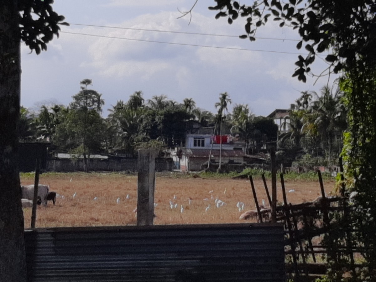 Eastern Cattle Egret - Saumyendu Dhar