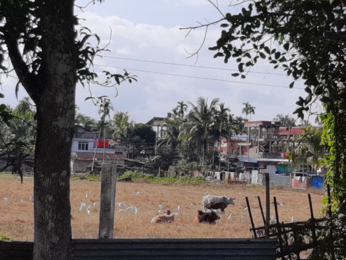 Eastern Cattle Egret - ML620706141