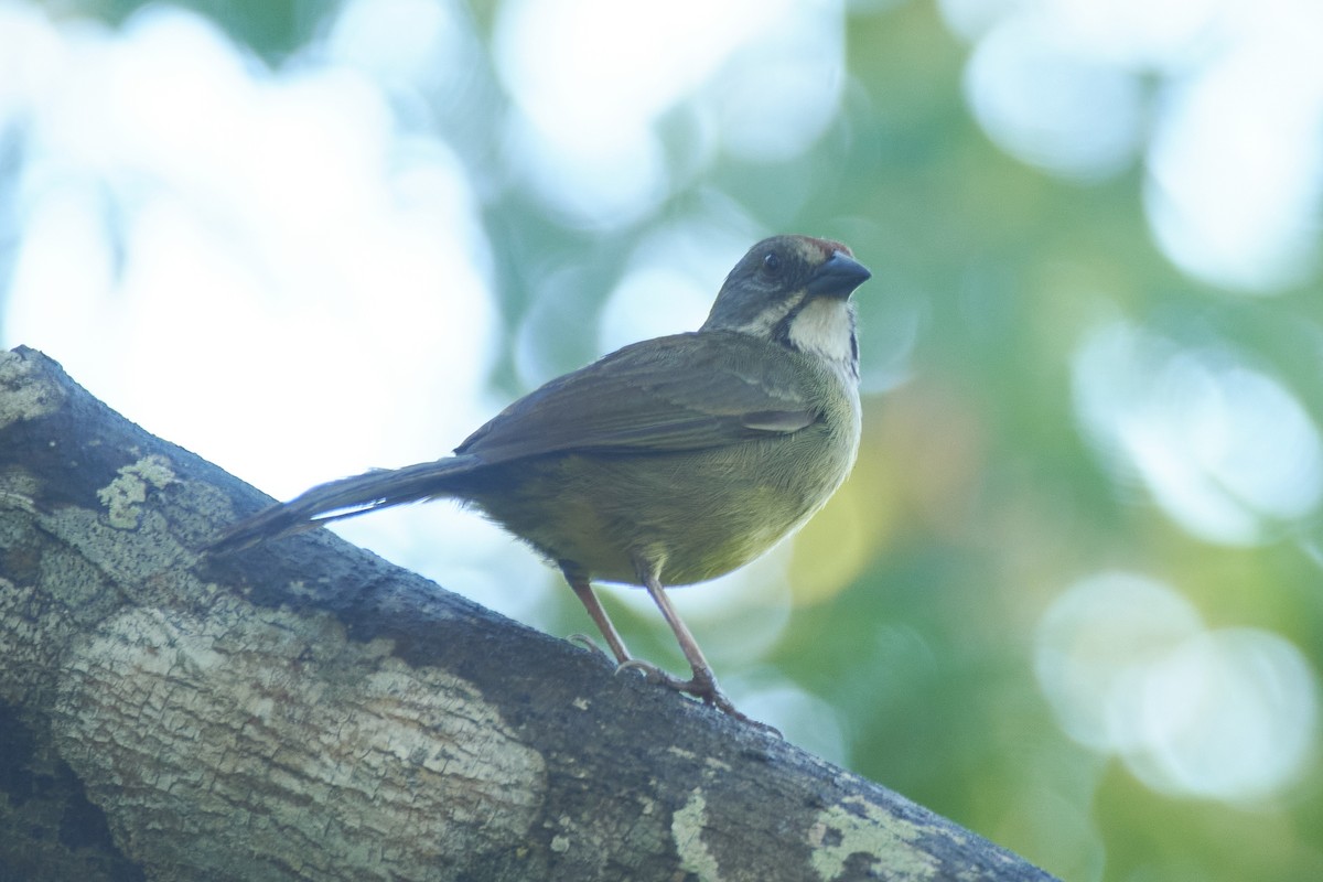 Zapata Sparrow - ML620706144