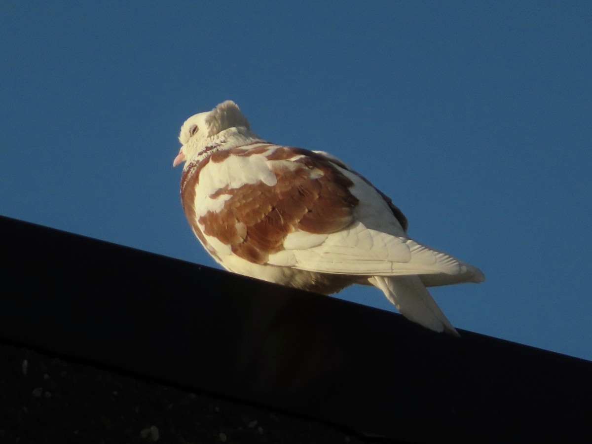 Rock Pigeon (Feral Pigeon) - ML620706146