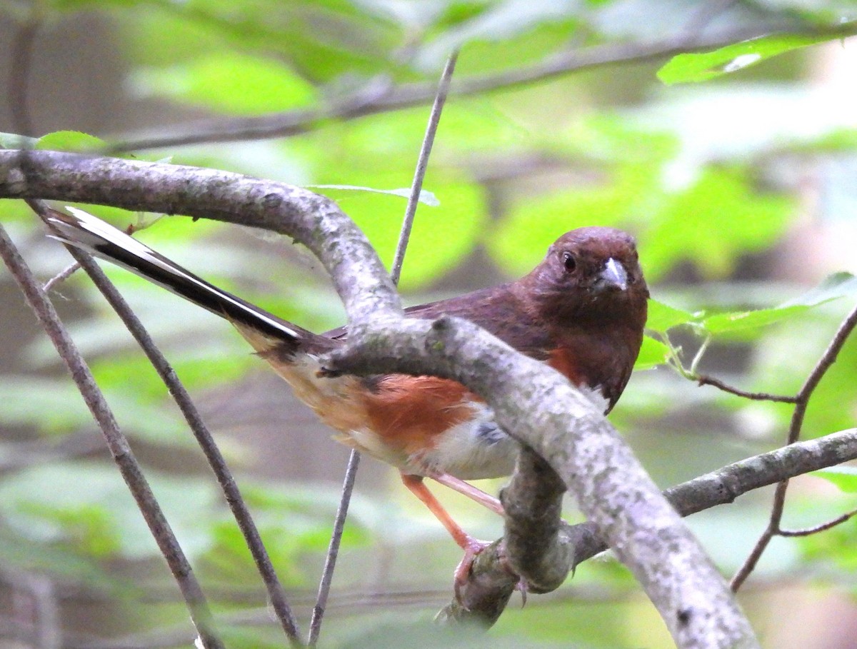 Eastern Towhee - ML620706149