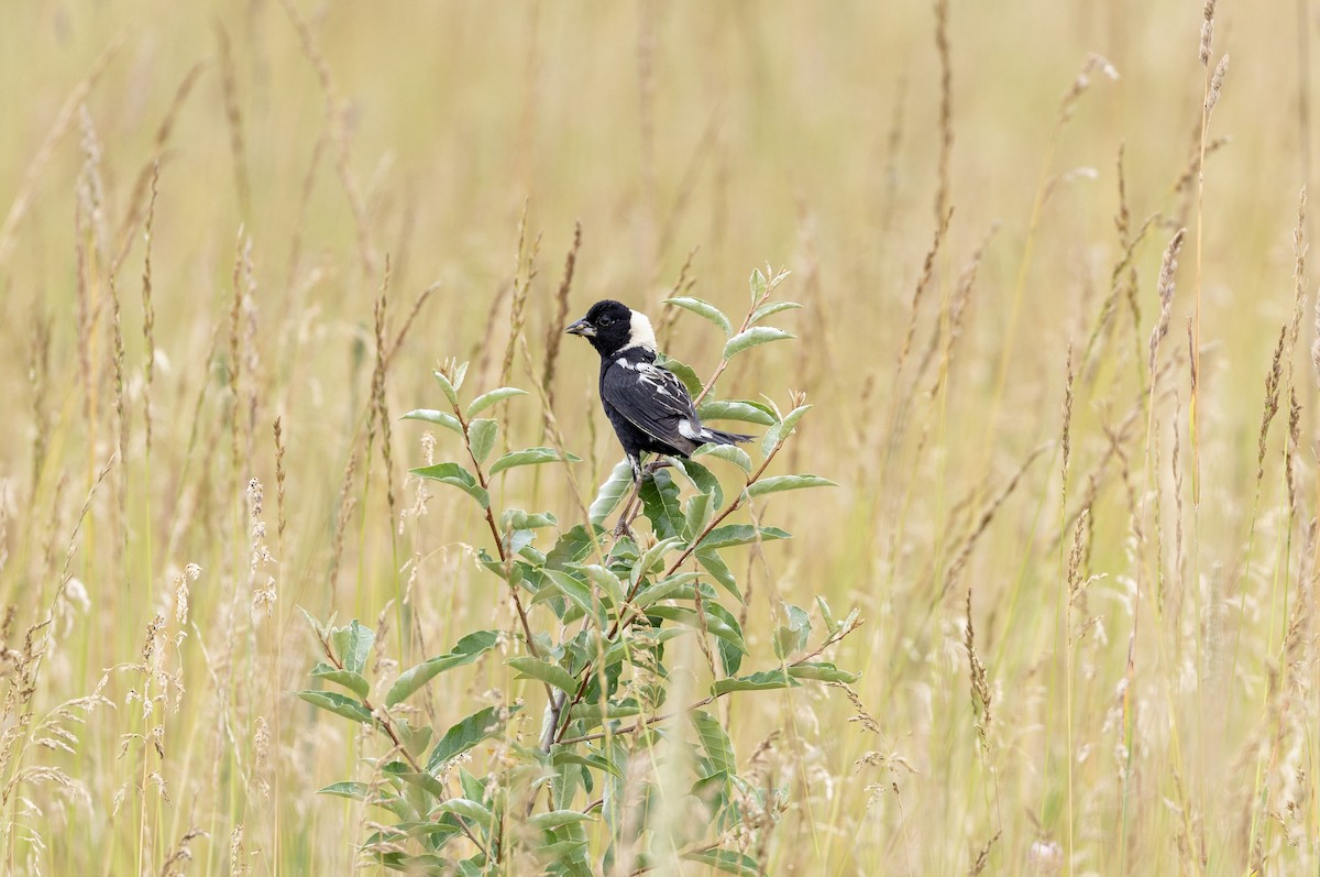 bobolink - ML620706150