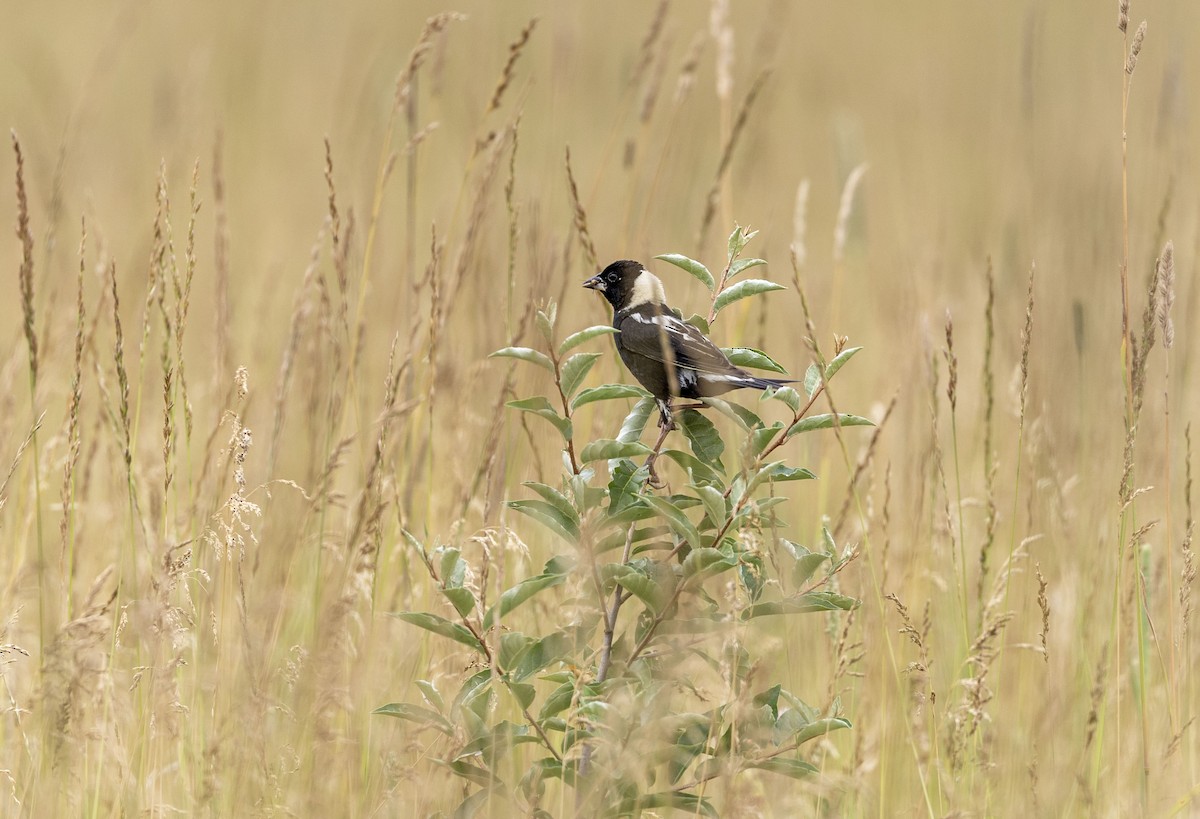 Bobolink - Lonny Garris