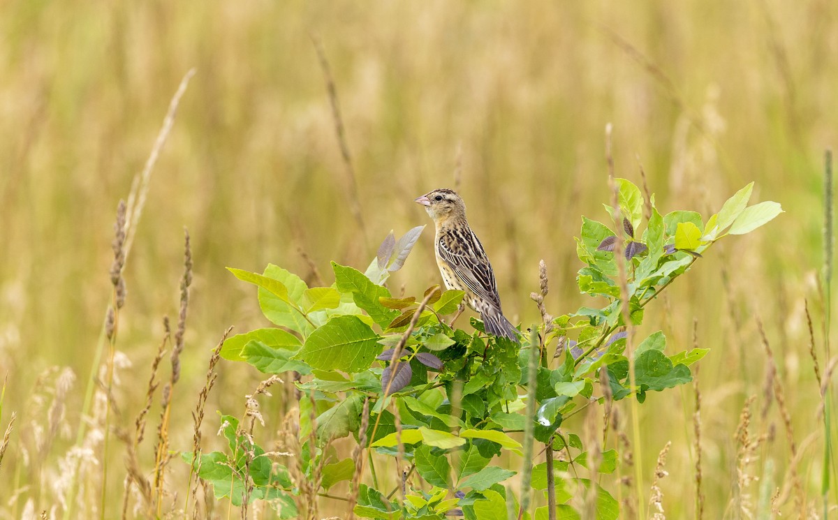 Bobolink - ML620706152