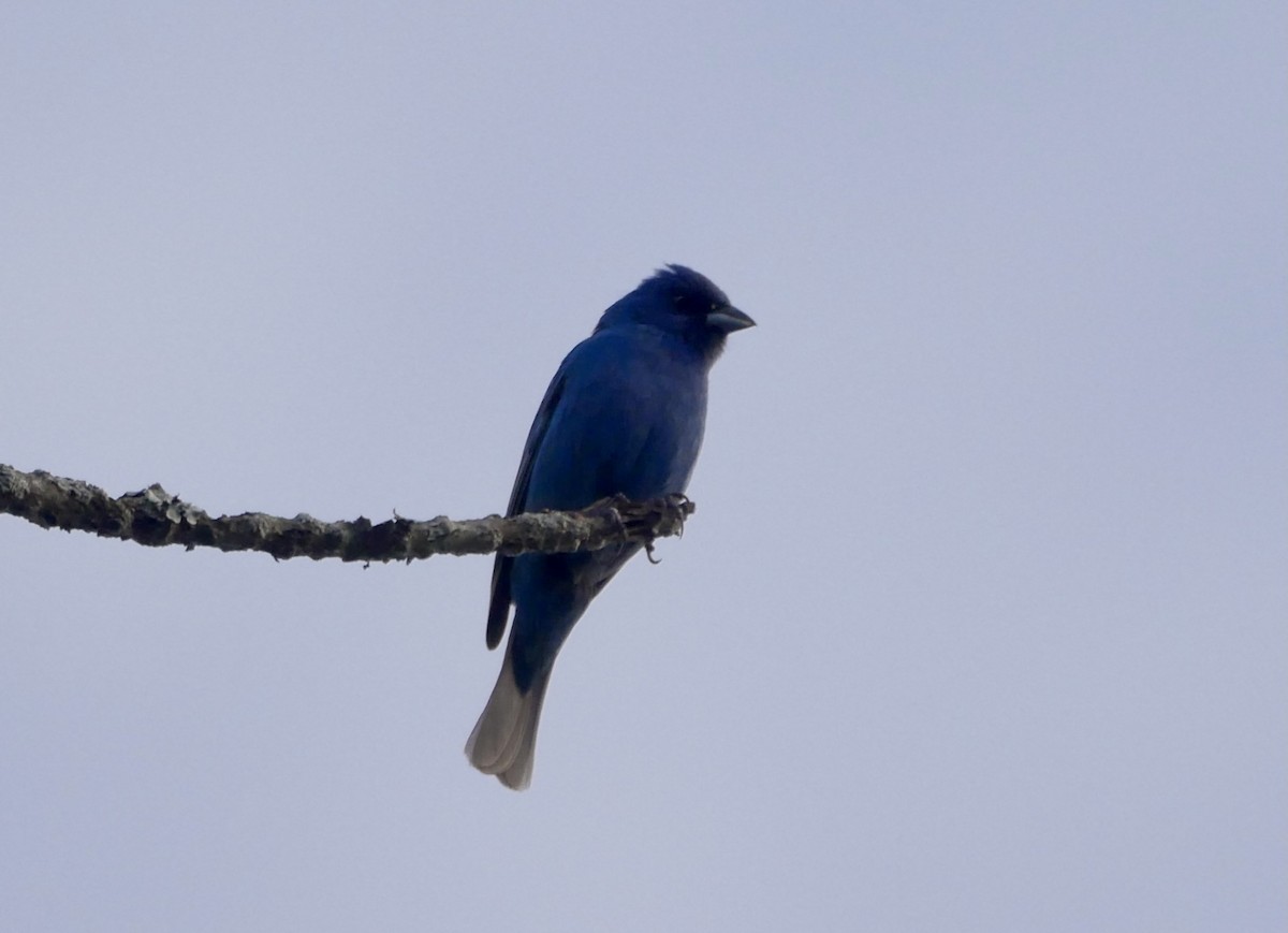 Indigo Bunting - ML620706153