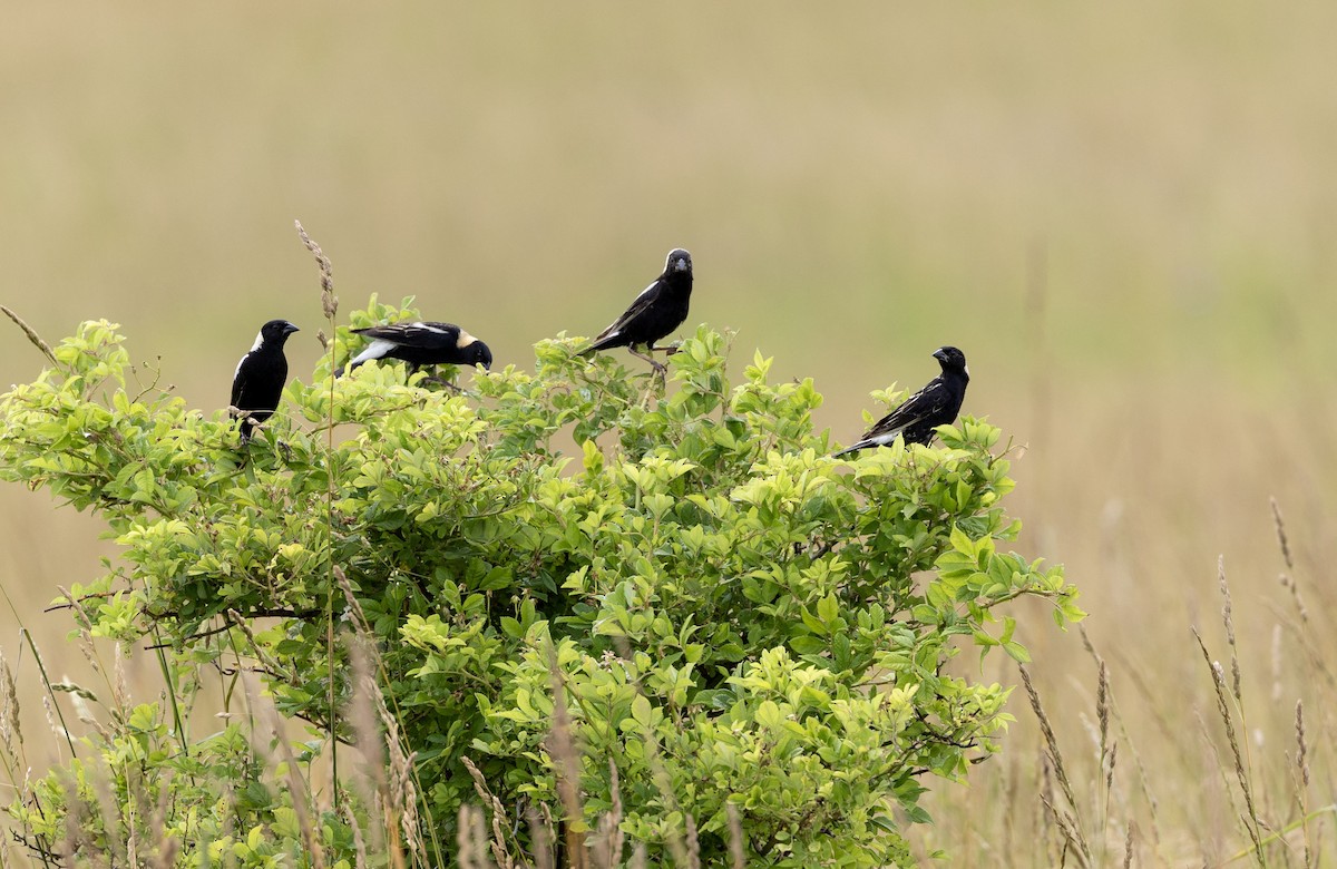 bobolink - ML620706155