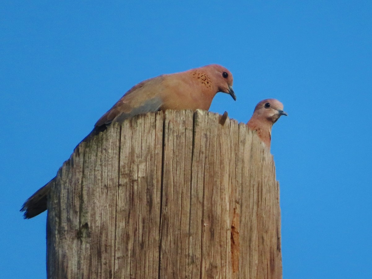 Laughing Dove - ML620706156