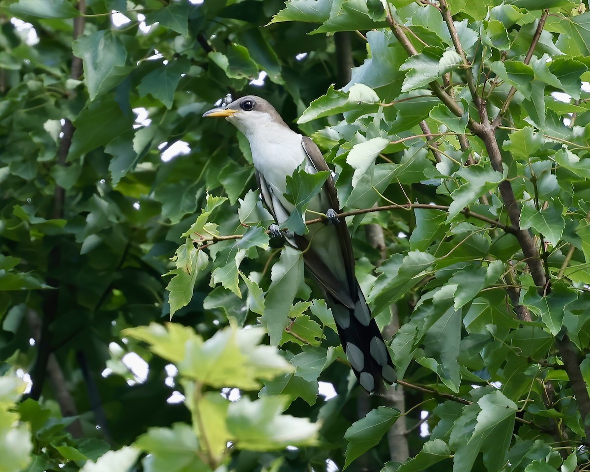 Yellow-billed Cuckoo - ML620706157