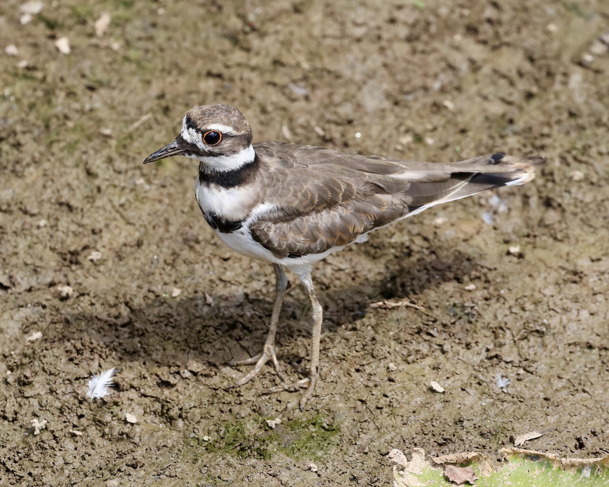 Killdeer - ML620706159