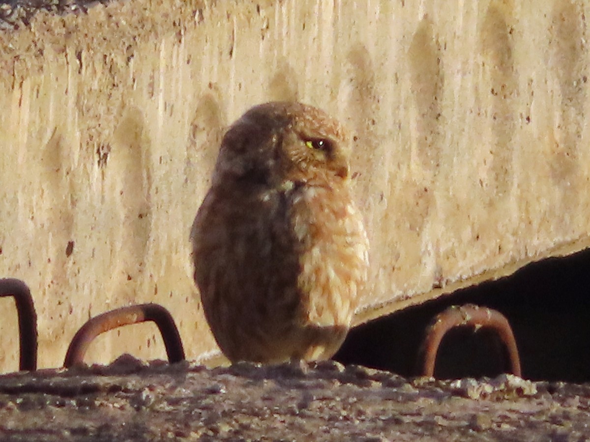 Little Owl - ML620706161