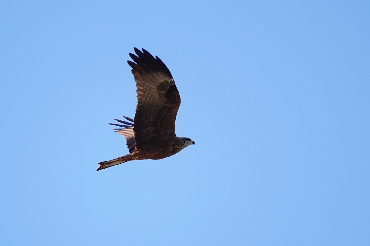 Black Kite - ML620706162