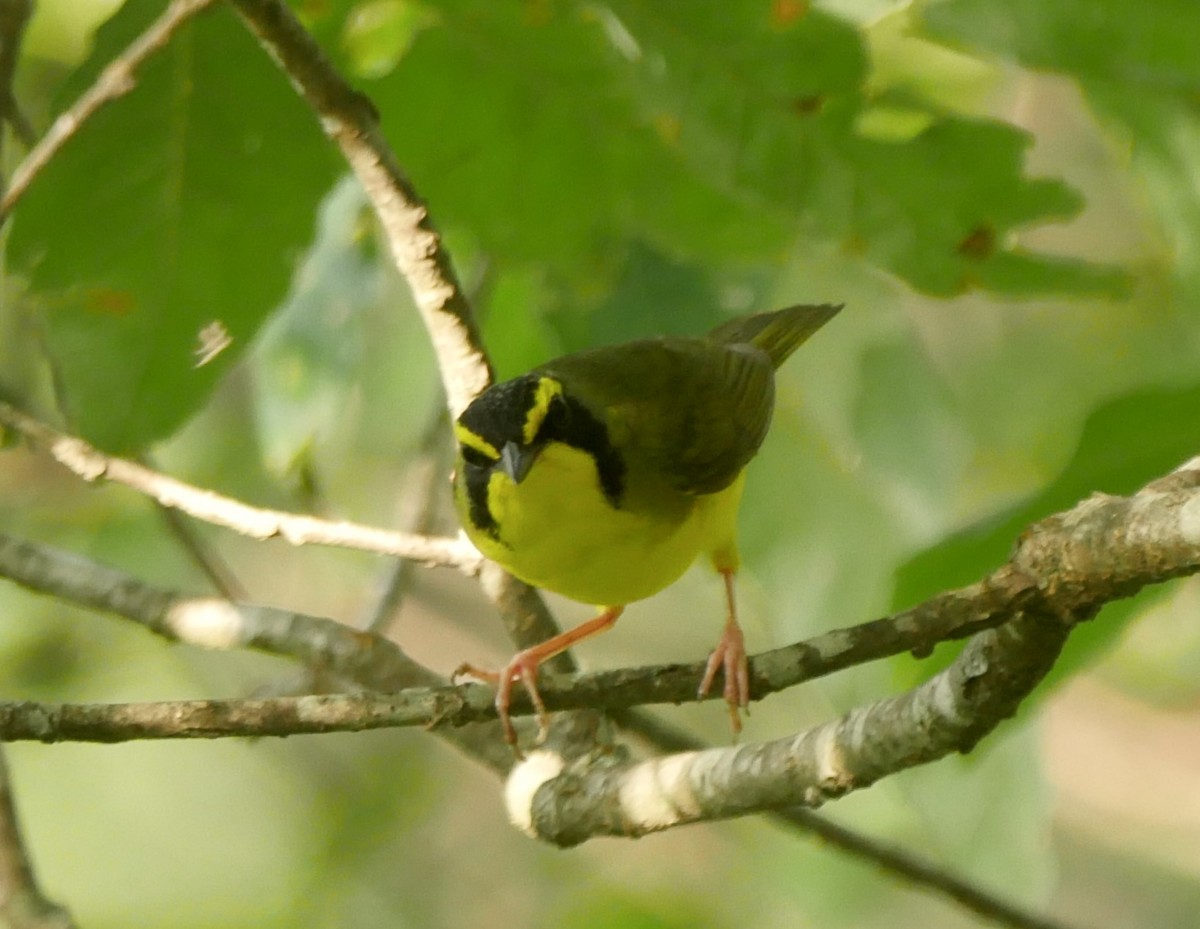 Kentucky Warbler - ML620706164