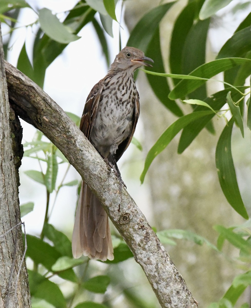 Brown Thrasher - Suzanne Zuckerman