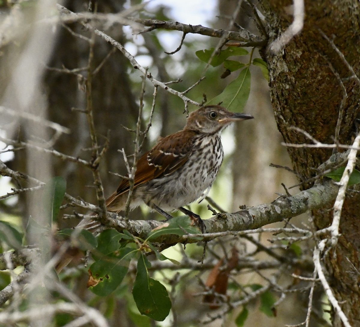 Brown Thrasher - ML620706172