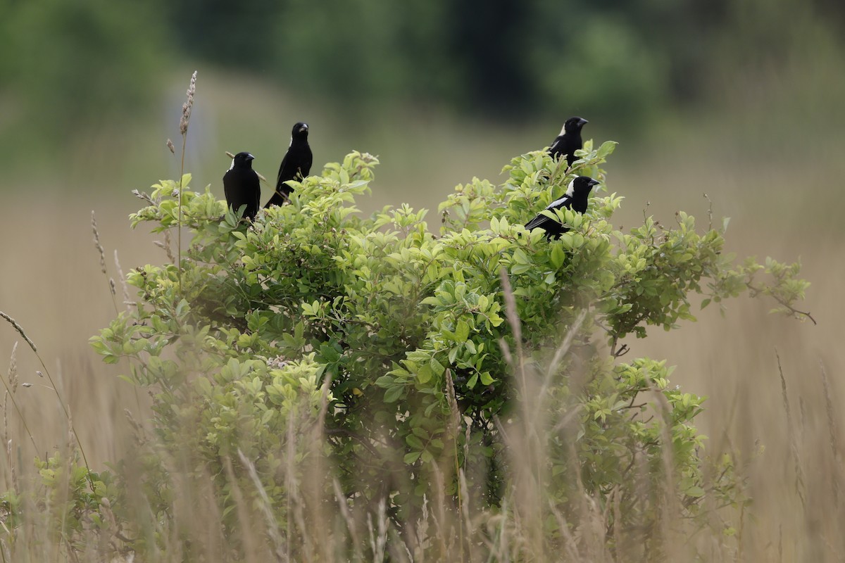 bobolink - ML620706173