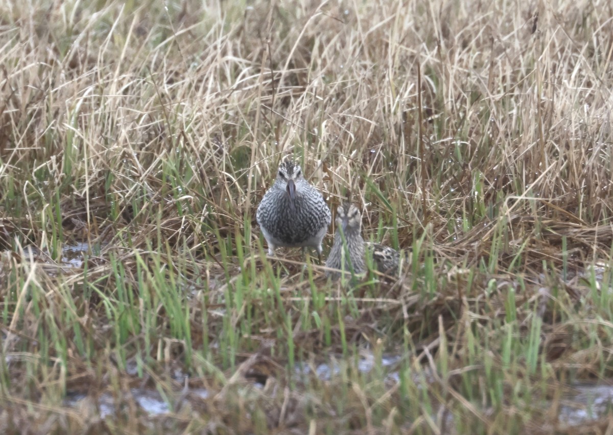 Pectoral Sandpiper - ML620706174