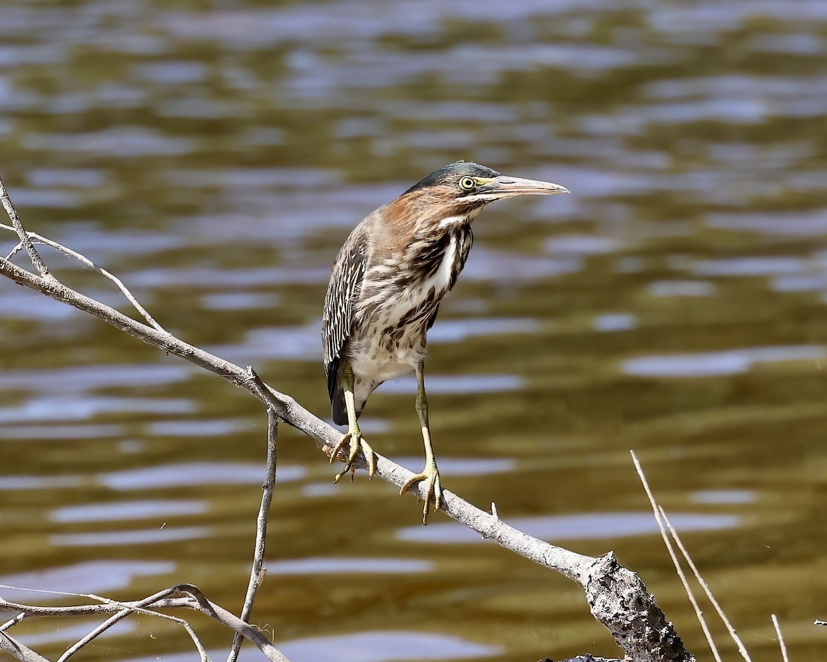 Green Heron - Debbie Kosater