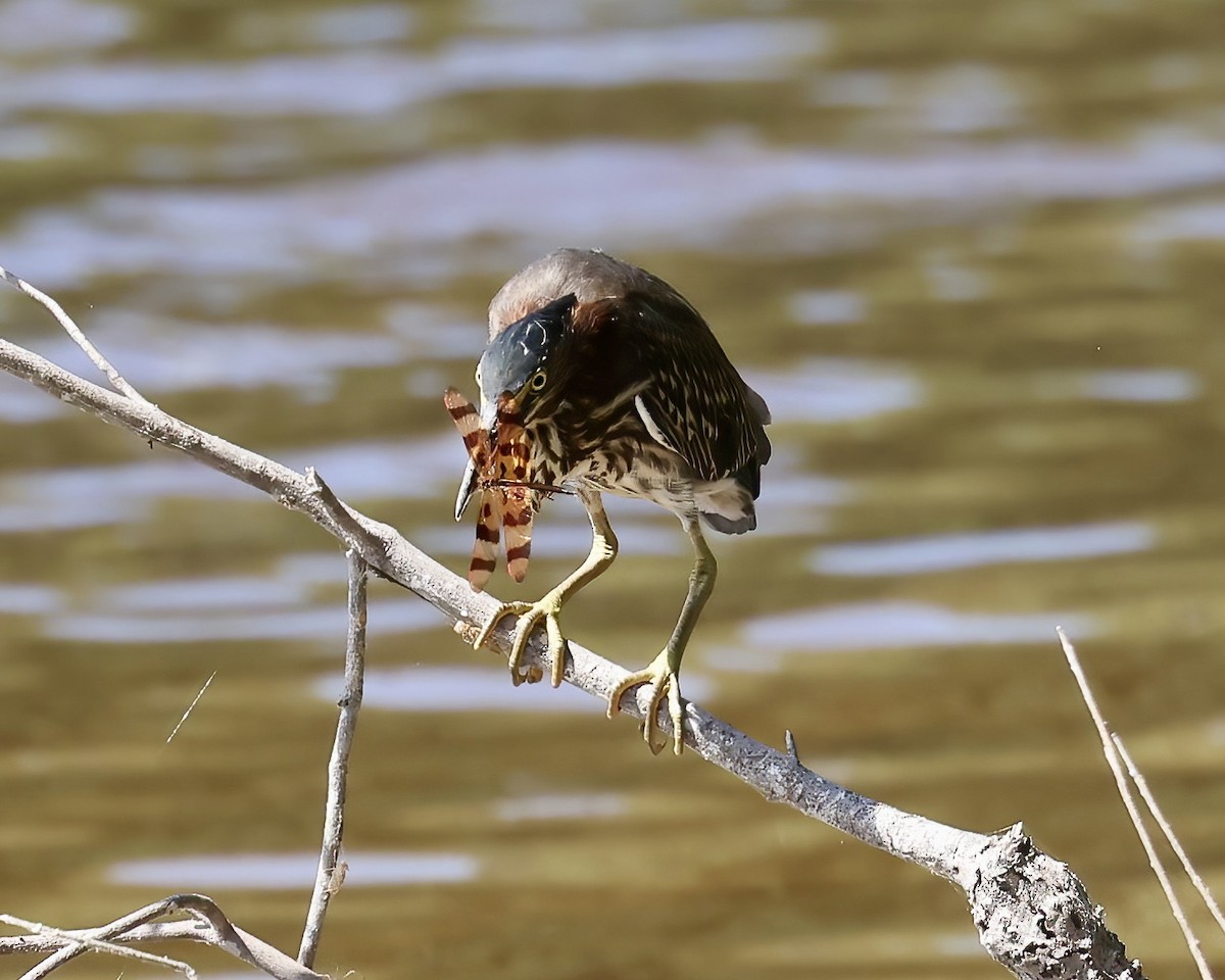 Green Heron - ML620706176