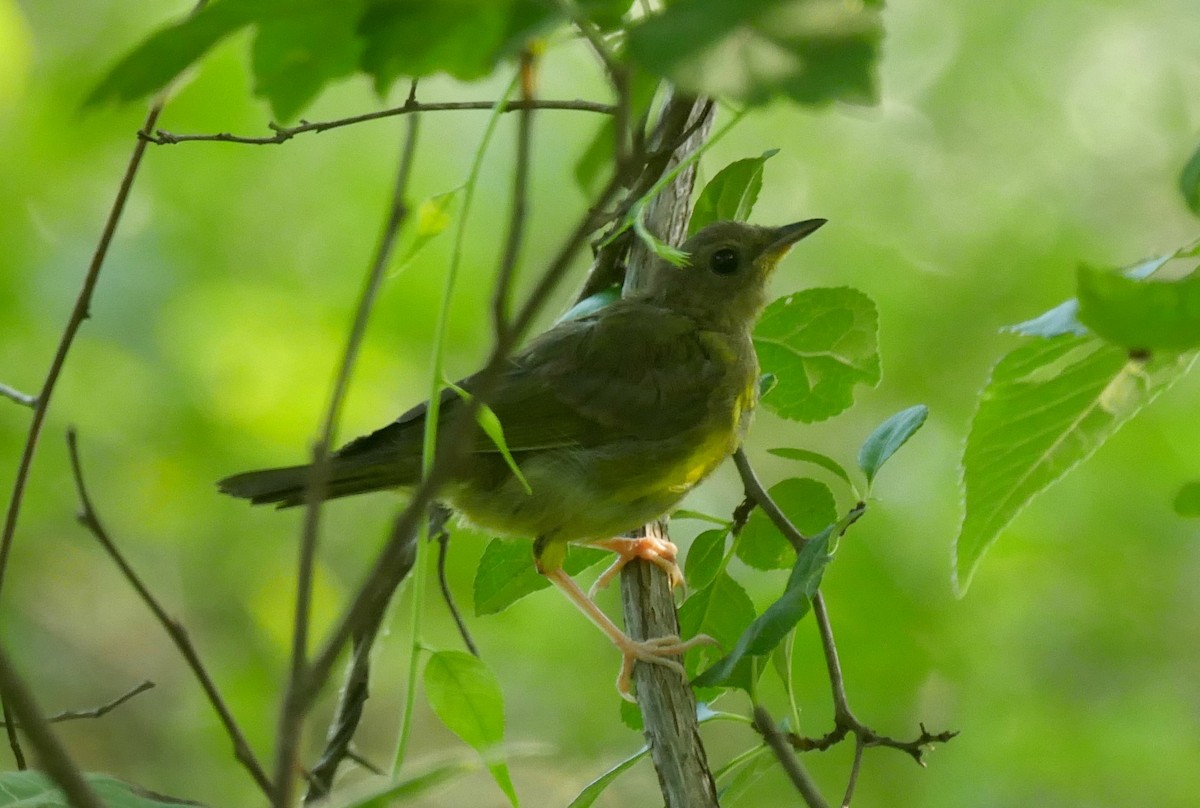 Kentucky Warbler - ML620706179